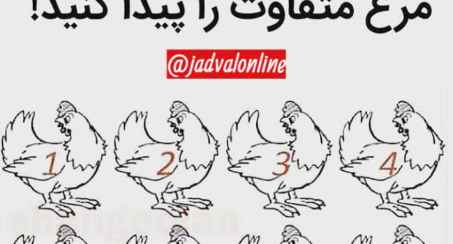 کدام مرغ در تصویر با بقیه فرق دارد؟