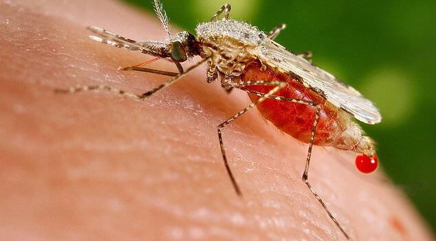 دانستنی های مهم در بیماری مالاریا
