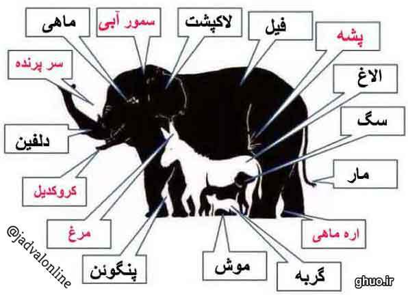 پاسخ معمای تصویری پیدا کردن حیوانات داخل تصویر